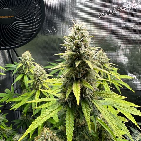Special Kush #1 growlog timeline photo