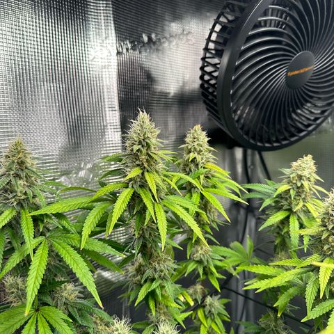 Special Kush #1 growlog timeline photo