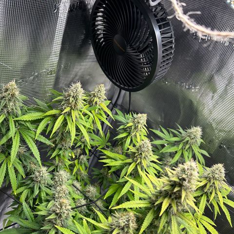 Special Kush #1 growlog timeline photo