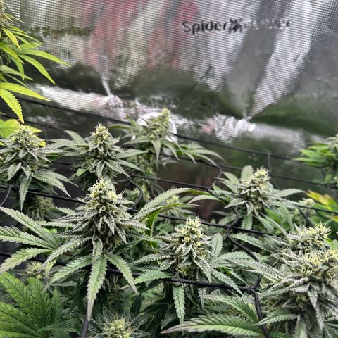 Sundae Driver growlog timeline photo