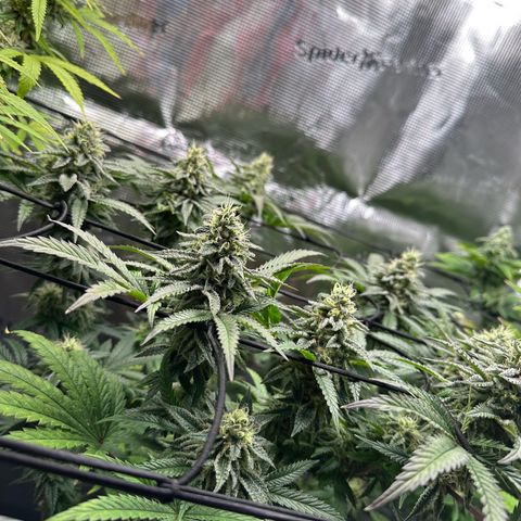 Sundae Driver growlog timeline photo