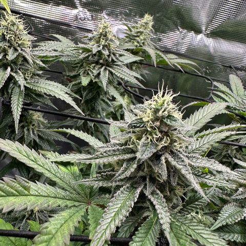 Sundae Driver growlog timeline photo