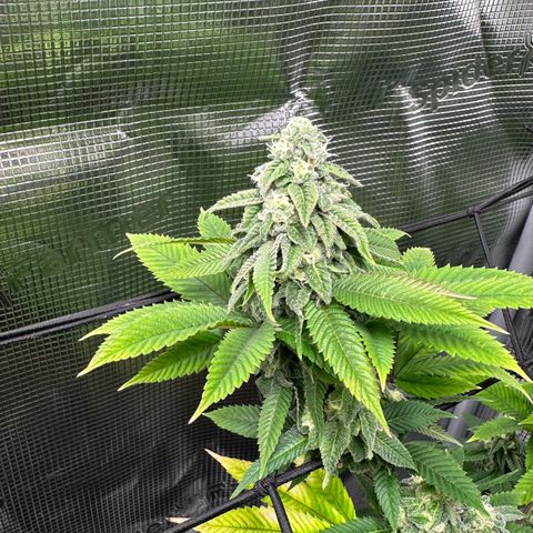 Punch Pie RQS growlog timeline photo