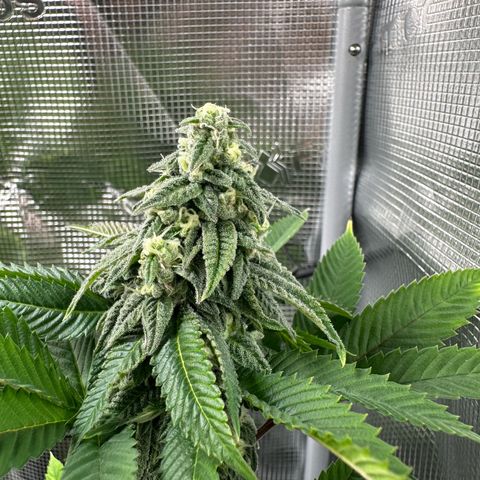 Punch Pie RQS growlog timeline photo