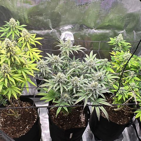 Sundae Driver growlog timeline photo