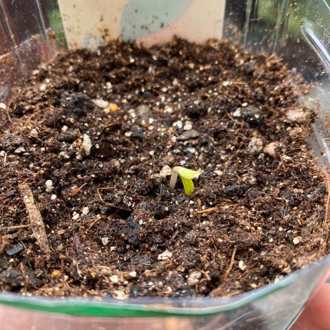 King Kong  growlog photo: Saindo da terra