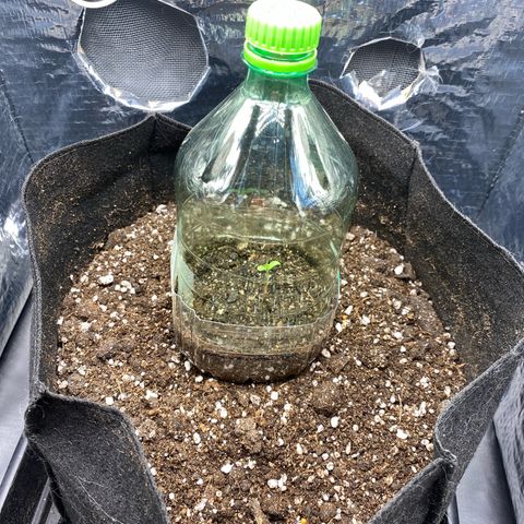 King Kong  growlog photo: Mudança de ambiente: entrou no grow box