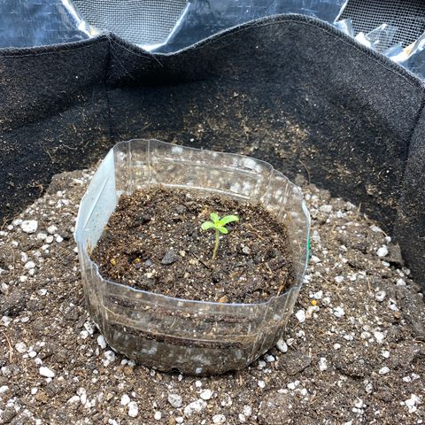 King Kong  growlog timeline photo
