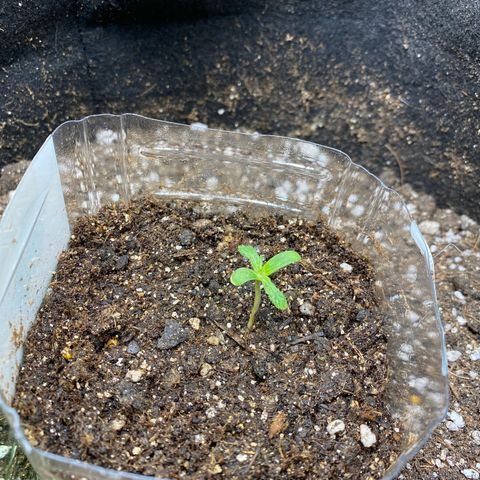 King Kong  growlog timeline photo