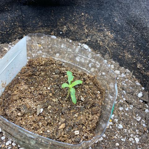 King Kong  growlog timeline photo