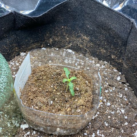 King Kong  growlog timeline photo