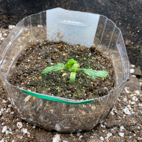 King Kong  growlog timeline photo