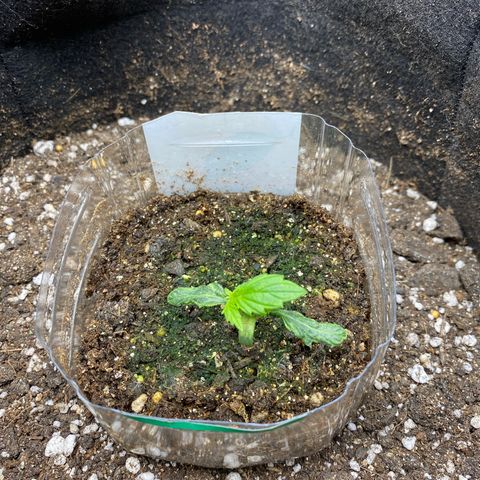 King Kong  growlog timeline photo