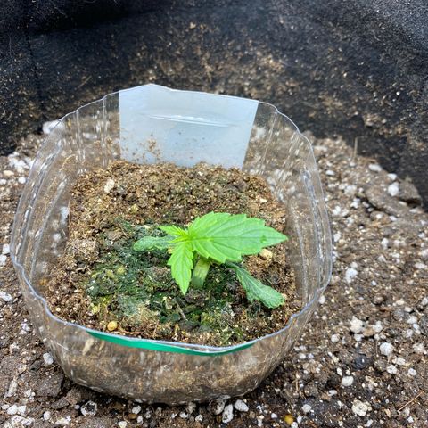 King Kong  growlog timeline photo