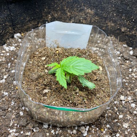 King Kong  growlog timeline photo