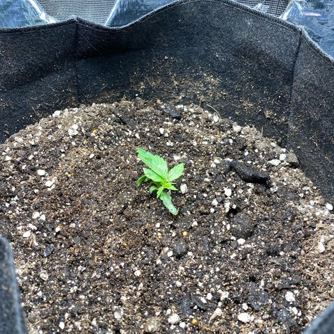King Kong  growlog photo: Transplante pro vaso final
