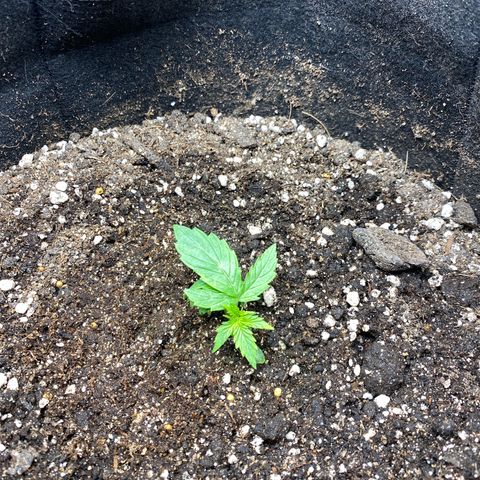 King Kong  growlog timeline photo