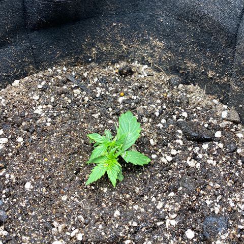 King Kong  growlog timeline photo