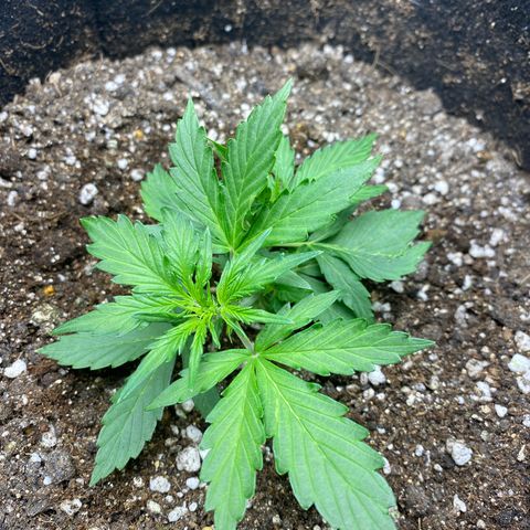 King Kong  growlog timeline photo