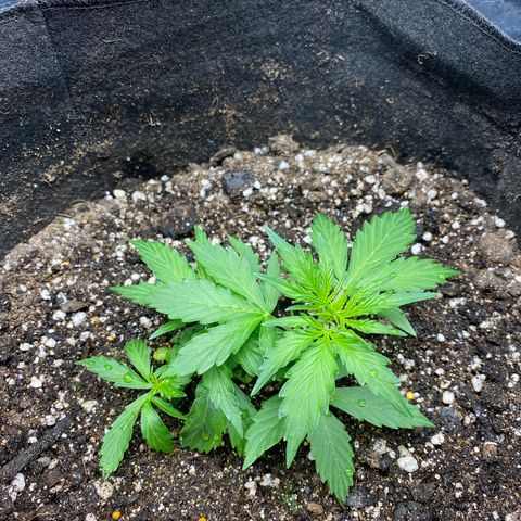 King Kong  growlog timeline photo