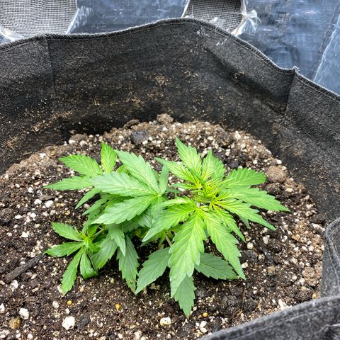 King Kong  growlog timeline photo