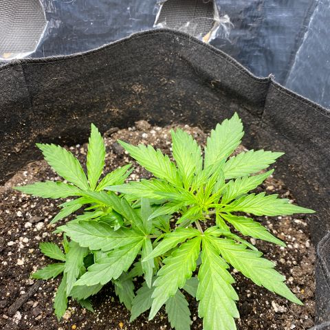 King Kong  growlog timeline photo
