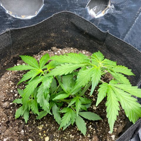 King Kong  growlog timeline photo