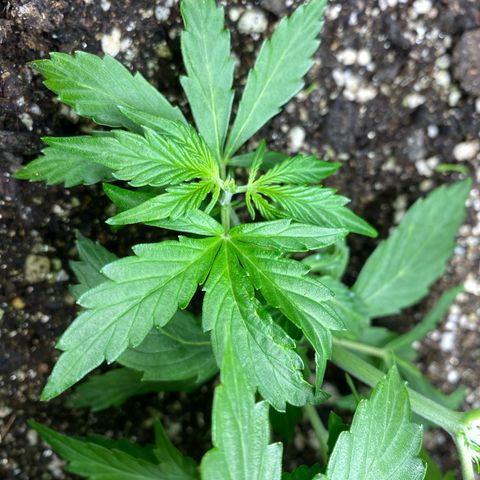 King Kong  growlog timeline photo
