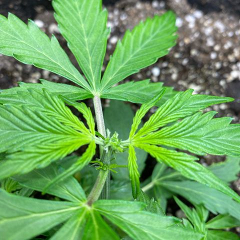 King Kong  growlog timeline photo