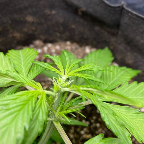 King Kong  growlog timeline photo