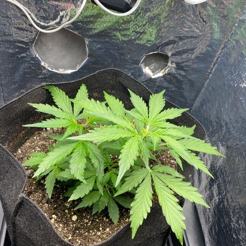 King Kong  growlog timeline photo