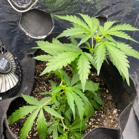 King Kong  growlog timeline photo