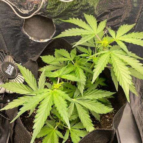 King Kong  growlog timeline photo