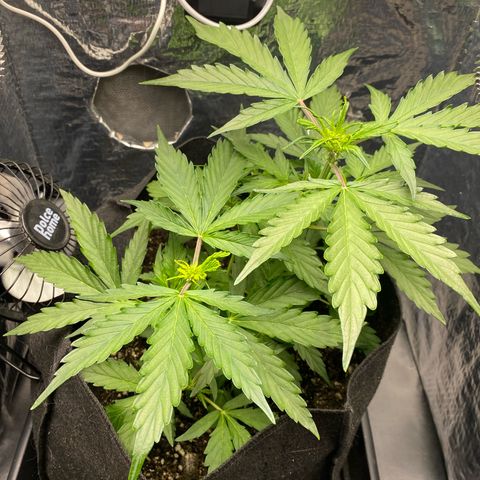 King Kong  growlog timeline photo