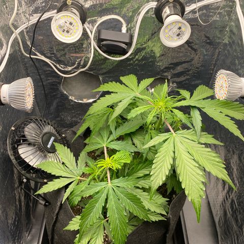 King Kong  growlog timeline photo