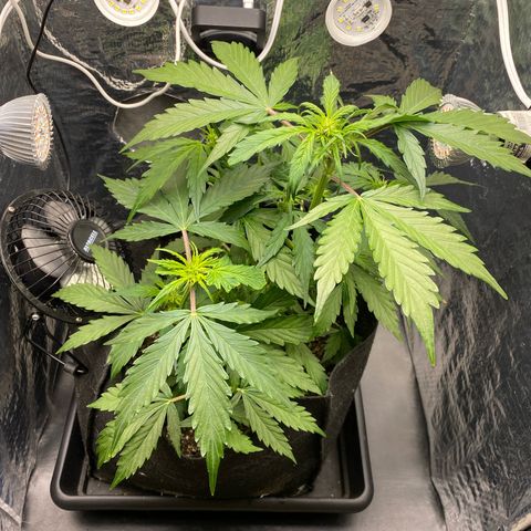 King Kong  growlog timeline photo