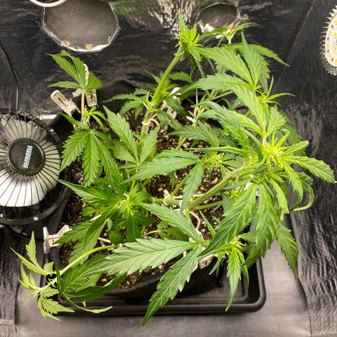 King Kong  growlog timeline photo