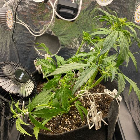King Kong  growlog timeline photo