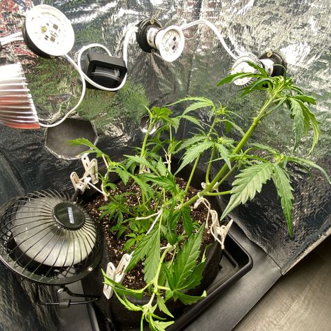 King Kong  growlog timeline photo