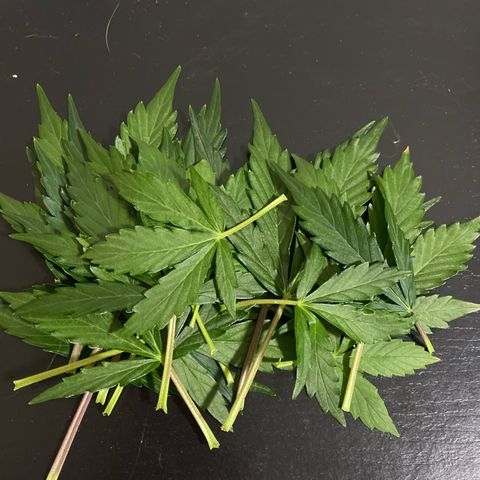 King Kong  growlog timeline photo