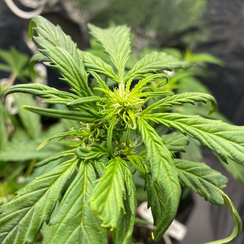 King Kong  growlog timeline photo
