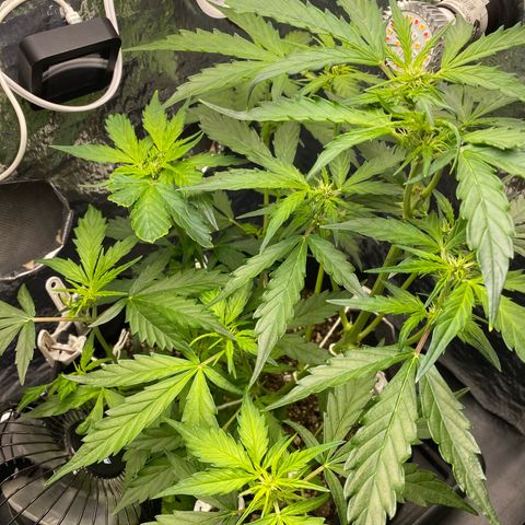 King Kong  growlog timeline photo