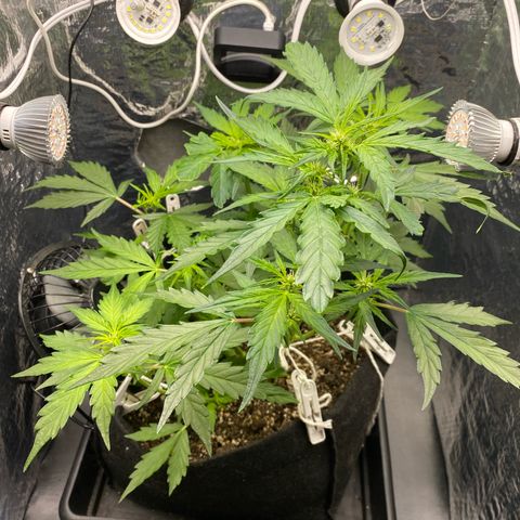 King Kong  growlog timeline photo