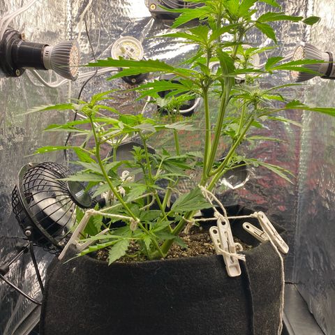 King Kong  growlog timeline photo