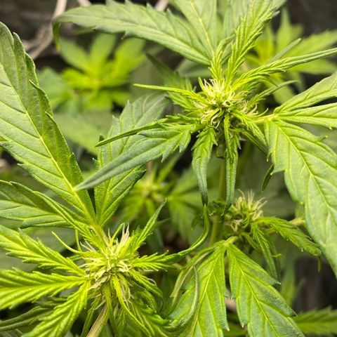 King Kong  growlog timeline photo