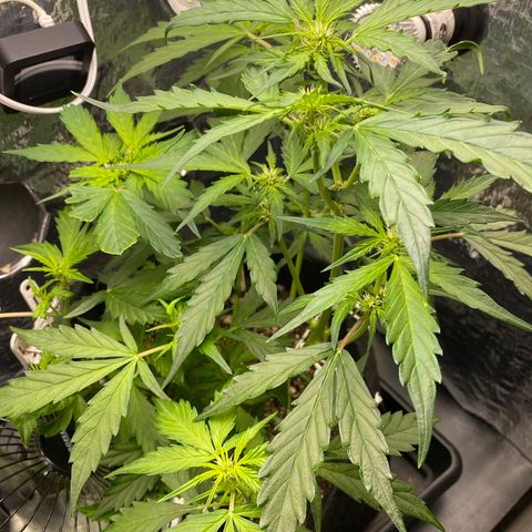 King Kong  growlog timeline photo