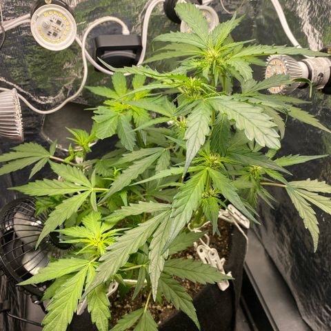 King Kong  growlog timeline photo