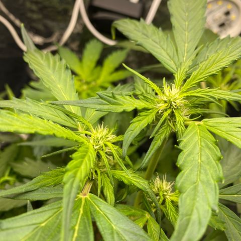 King Kong  growlog timeline photo
