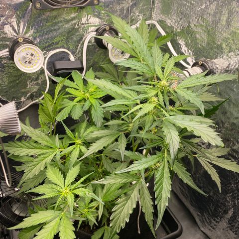 King Kong  growlog timeline photo