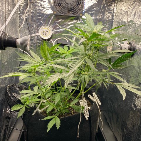 King Kong  growlog timeline photo